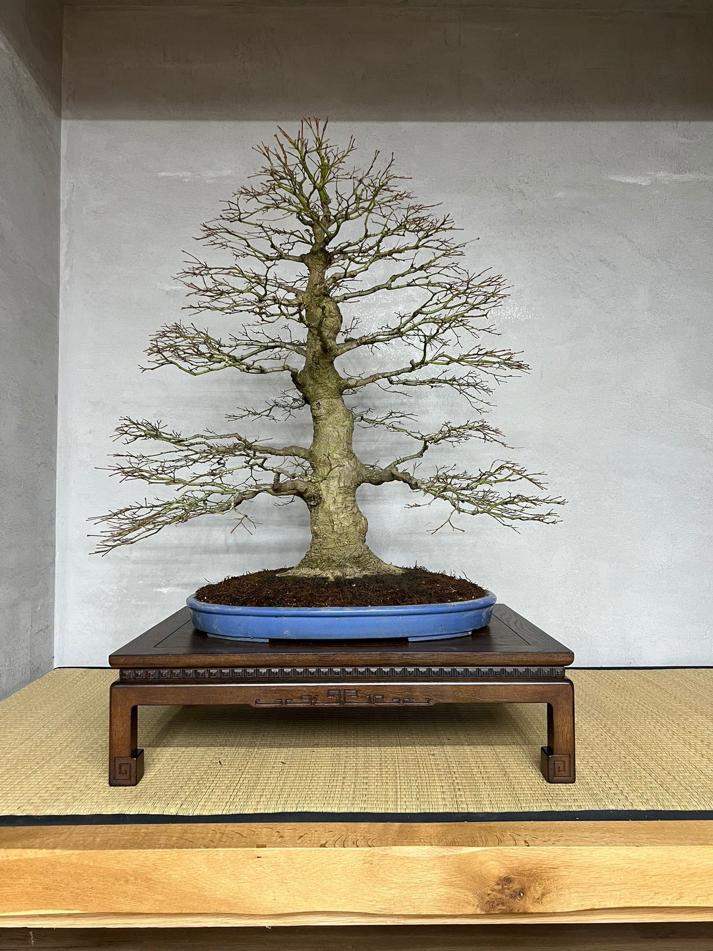 GYOZAN 1St Gen (Nakano Yukizyou “中野行常”) "Hand signed 爪描き" - 常滑 – 63.2cm Oval Unglazed (焼締め)Not for Sale!