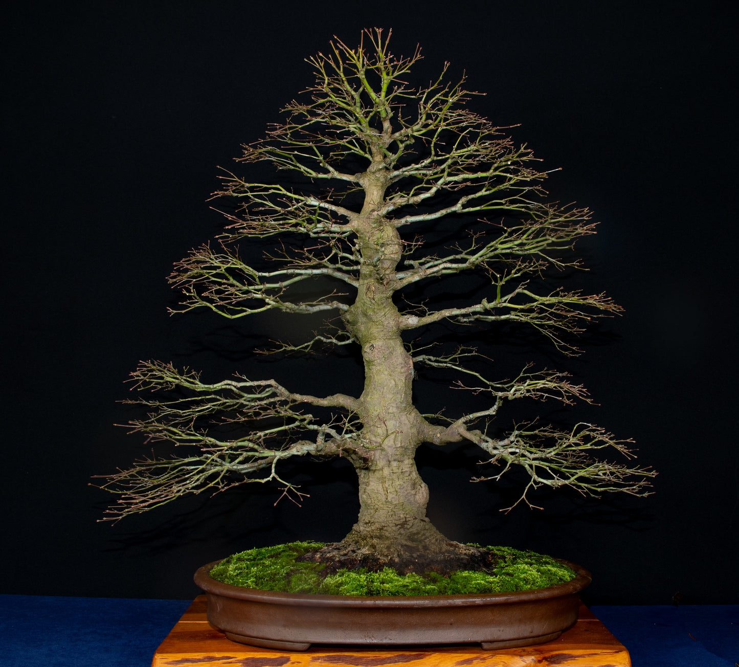 GYOZAN 1St Gen (Nakano Yukizyou “中野行常”) "Hand signed 爪描き" - 常滑 – 63.2cm Oval Unglazed (焼締め)Not for Sale!