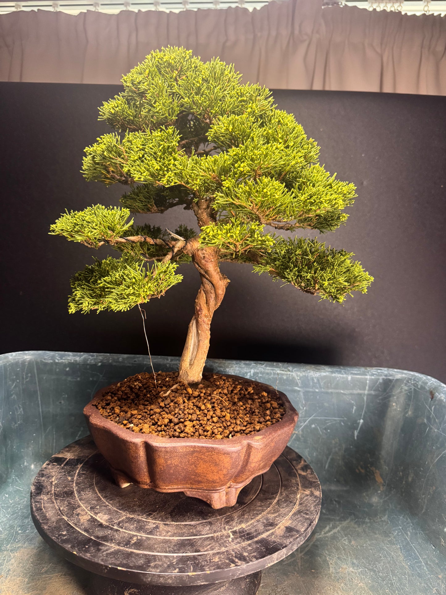 GYOZAN 1St Gen (Nakano Yukizyou “中野行常”)" 印のみ" - 常滑 - 22.7cm Mokko-shape Unglazed Bonsai Pot (木瓜形 無釉)