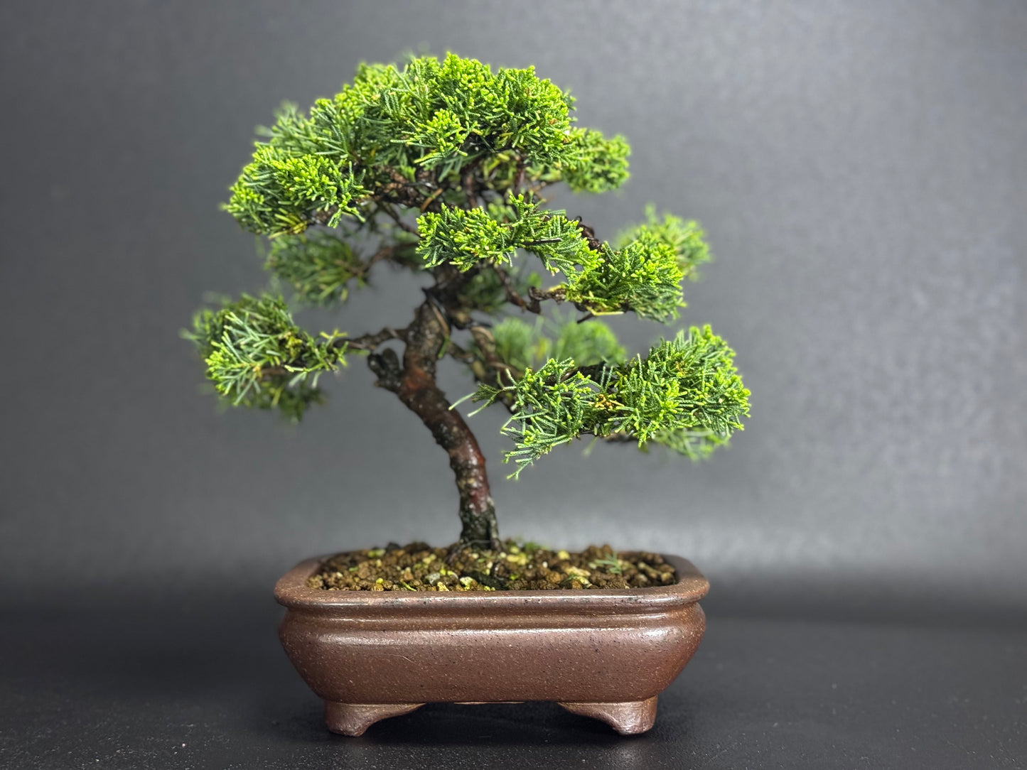 GYOZAN 1St Gen (Nakano Yukizyou “中野行常”)"Seal only 印のみ" - 常滑 - 14.9CM Rectangular Unglazed Bonsai Pot (長方形 無釉) Not for Sale