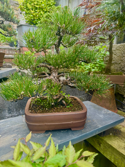 SYU-ZAN 舟山, (Suzuki Shinji 鈴木伸二) – 愛知県 – 29cm Rectangular Not for Sale!