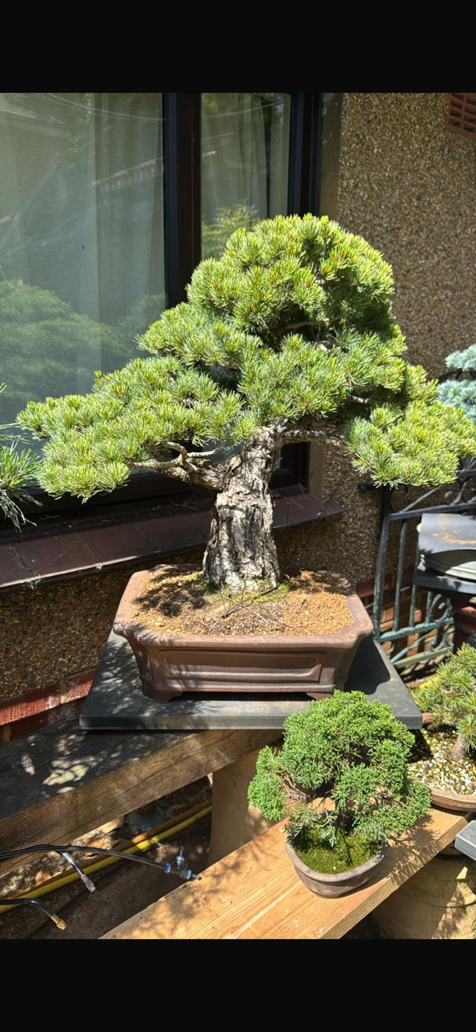 GYOZAN 1St Gen (Nakano Yukizyou “中野行常”) " 爪描き" - 常滑 – 51cm  NOT FOR SALE HOSTING MY JWP!
